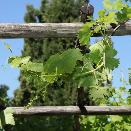 Ferienhaus Podere Uccelliera